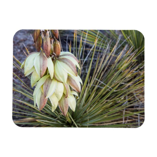 Magnet Flexible Fleurs de Yucca elata dans le Haut Missouri (Horizontal)