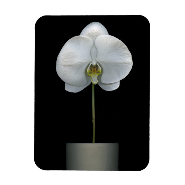 Magnet Flexible Fleurs | Fleur d'orchidées blanches (Vertical)