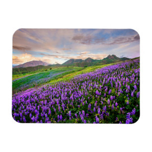 Magnet Flexible Fleurs   Fleurs sauvages californiens