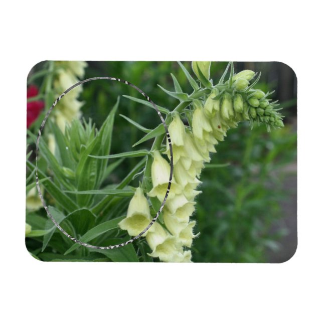 Magnet Flexible Fleurs Foxglove Blanches Crémeuses Ajoutez Votre P (Horizontal)