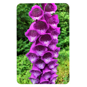 Magnet Flexible Fleurs Foxglove, Oregon