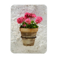 Fleurs | Géranium en fleur en pot
