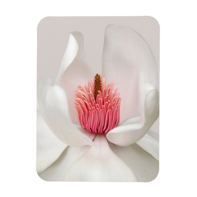 Magnet Flexible Fleurs | Magnolia blanche (Vertical)