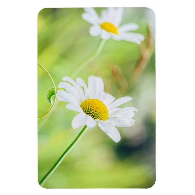 Magnet Flexible Fleurs marguerites sur le pré (Vertical)