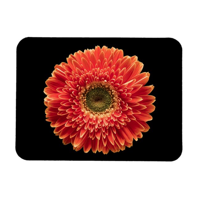 Magnet Flexible Fleurs | Orange Gerbera Daisy (Horizontal)