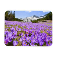 Fleurs | Parc de montagne de Crocus Pirin Bulgarie