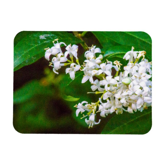 Magnet Flexible Fleurs privées blanches Aimant photo flexible (Horizontal)