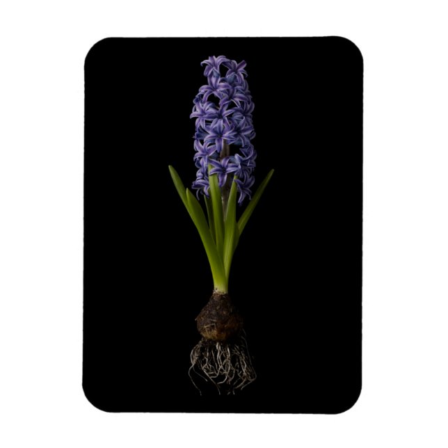 Magnet Flexible Fleurs | Puce Hyacinth violette (Vertical)