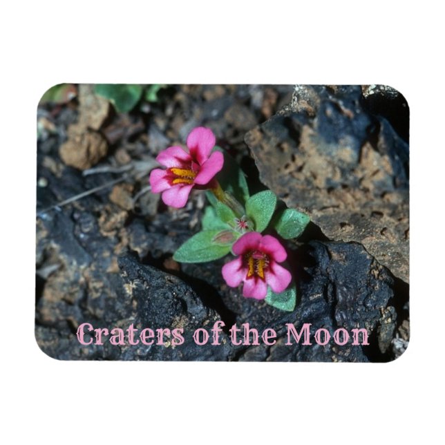 Magnet Flexible Fleurs qui poussent dans le rocher de la lave, cra (Horizontal)