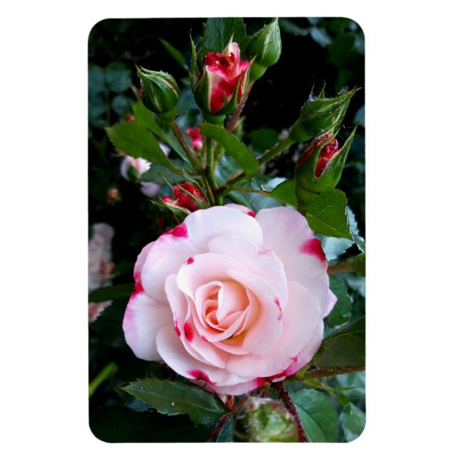 Magnet Flexible Fleurs roses, Roses blanches rouges roses (Vertical)