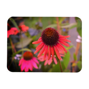Magnet Flexible Fleurs rouges au RHS Wisley