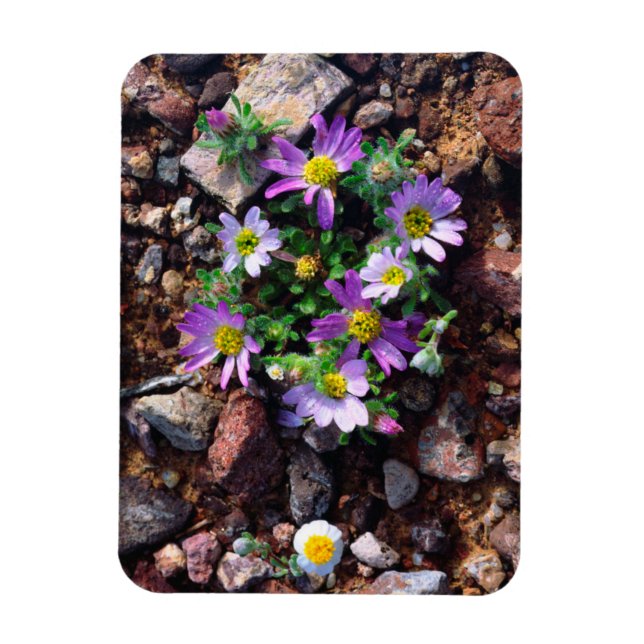 Magnet Flexible Fleurs sauvages (Vertical)