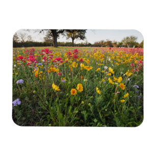 Magnet Flexible Fleurs sauvages au bord de la route au Texas, prin