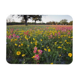 Magnet Flexible Fleurs sauvages au bord de la route au Texas, prin