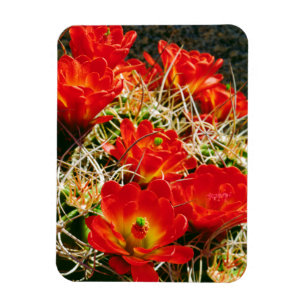 Magnet Flexible Fleurs sauvages de Cactus Claret Cup