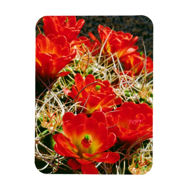 Magnet Flexible Fleurs sauvages de Cactus Claret Cup (Vertical)