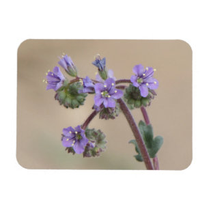 Magnet Flexible Fleurs sauvages de pourpre de Phacelia