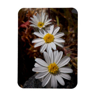 Magnet Flexible Fleurs sauvages Desert Star