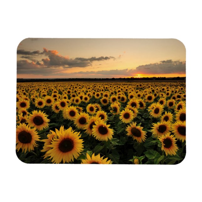 Magnet Flexible Fleurs | Terrain de tournesol (Horizontal)