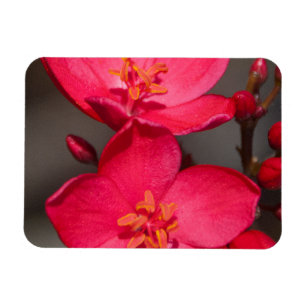 Magnet Flexible Fleurs tropicales rouges et roses de Fidji