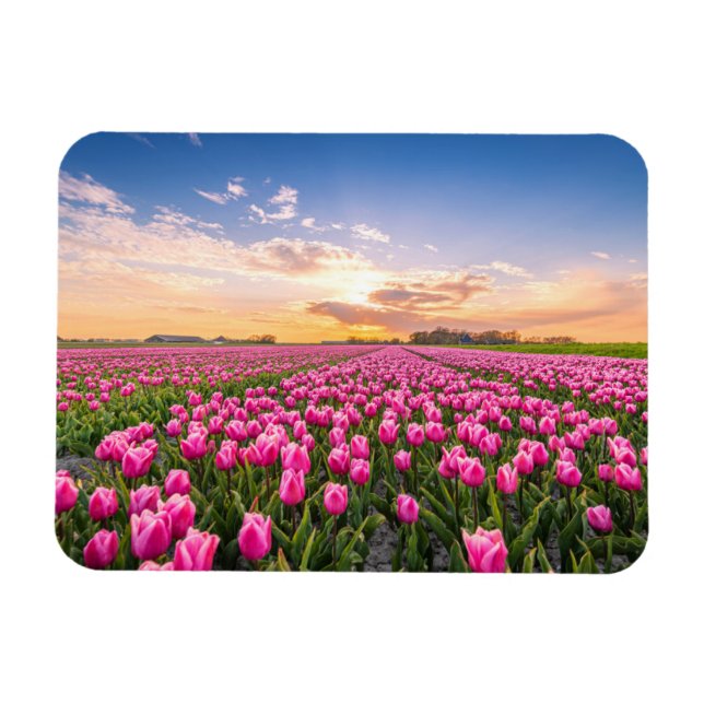 Magnet Flexible Fleurs | Tulips Holland Sud, Pays-Bas (Horizontal)