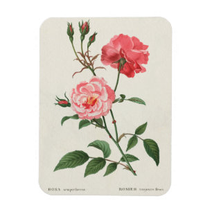 Magnet Flexible Fleurs vintages de Rosa
