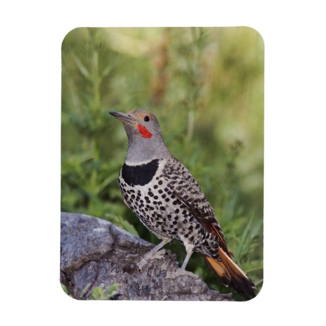 Magnet Flexible Flicker du Nord, ColMatiauratus, Red shafted (Vertical)