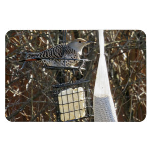 Magnet Flexible Flickr dans l'aimant d'alimentation d'oiseaux