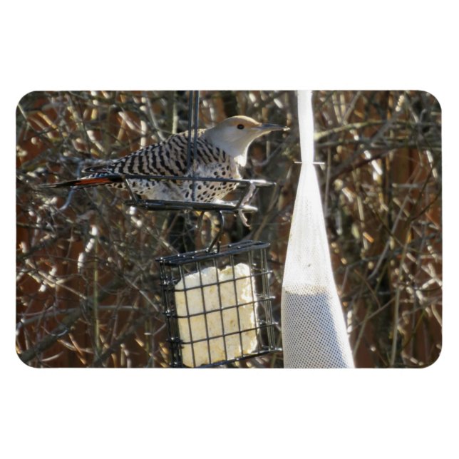 Magnet Flexible Flickr dans l'aimant d'alimentation d'oiseaux (Horizontal)