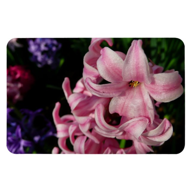 Magnet Flexible Floral Pink Hyacinth (Horizontal)