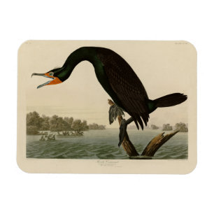 Magnet Flexible Florida Cormorant de Audubon's Birds of America