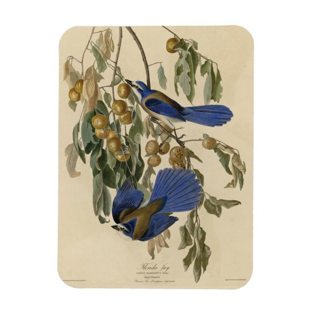 Magnet Flexible Florida Jay (Scrub-Jay) Audubon's Birds of America (Vertical)