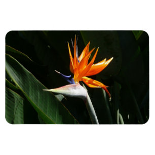 Magnet Flexible Flower tropical orange paradise
