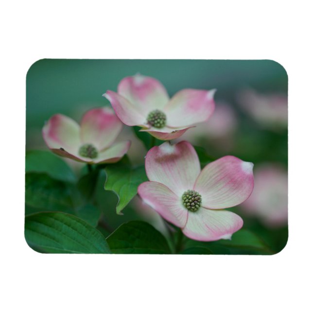 Magnet Flexible Flowers (homonymie) | Blossoms de Dogwood (Horizontal)