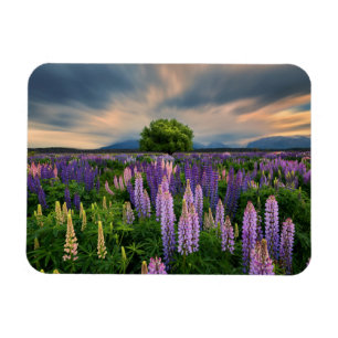 Magnet Flexible Flowers (homonymie)   Lupine Field à New Zealand