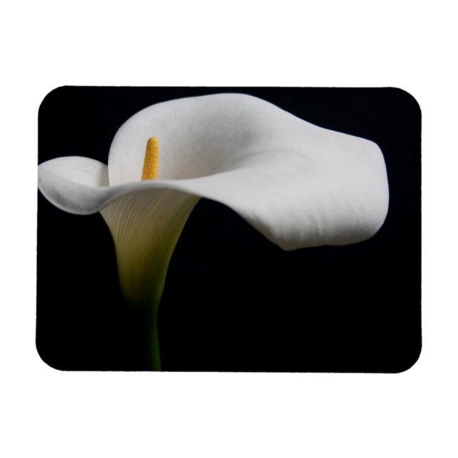 Magnet Flexible Flowers (homonymie) | White Calla Lily (Horizontal)