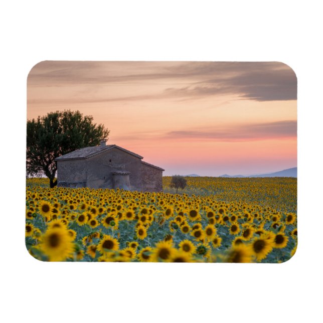 Magnet Flexible Flowers | Sunflower Field Provence, France (Horizontal)