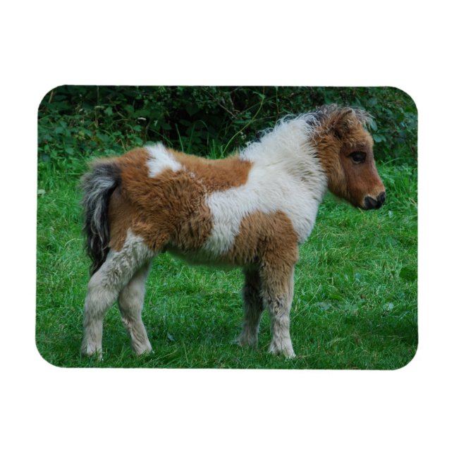 Magnet Flexible Fluffy Adorable Dartmoor Pony (Horizontal)