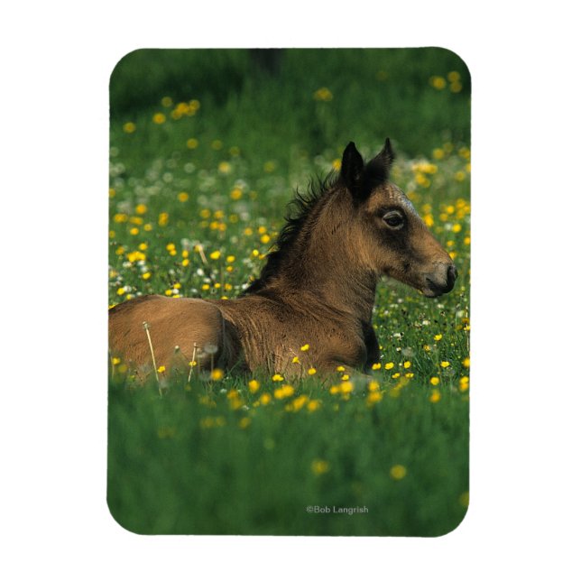 Magnet Flexible Foal allongé dans les fleurs (Vertical)