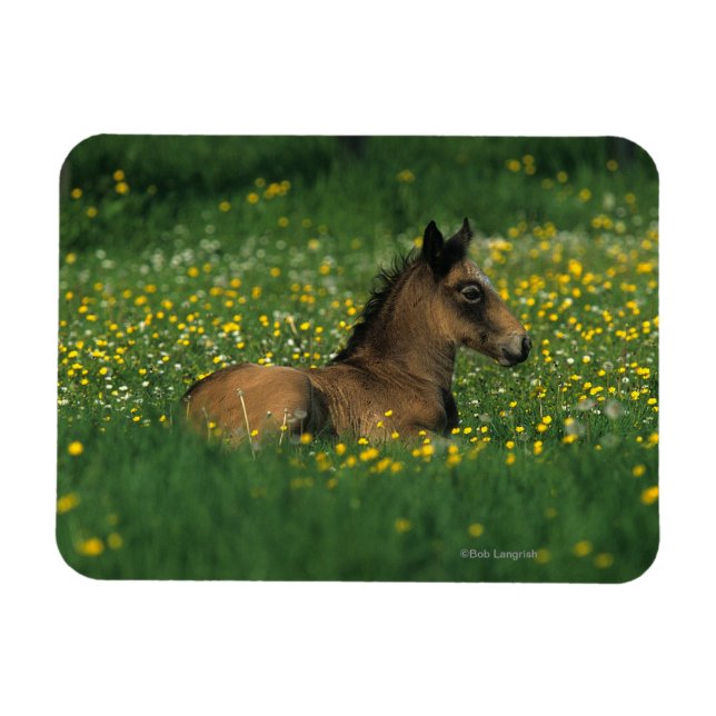 Magnet Flexible Foal allongé dans les fleurs (Horizontal)