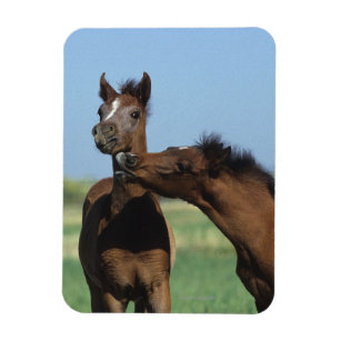 Magnet Flexible Foals Jouer 2