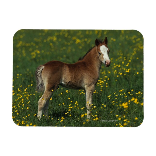 Magnet Flexible Foie gallois (Horizontal)