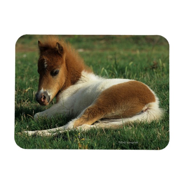 Magnet Flexible Foie Miniature Pointé (Horizontal)