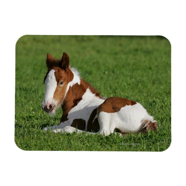 Magnet Flexible Foie pondu dans l'herbe (Horizontal)