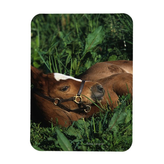 Magnet Flexible Foie Thoroughbred allongé (Vertical)