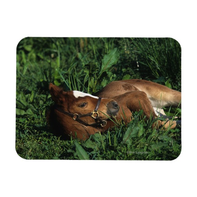 Magnet Flexible Foie Thoroughbred allongé (Horizontal)