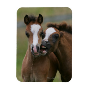 Magnet Flexible Foies jouant