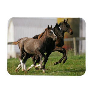 Magnet Flexible Fonctionnement de poulain