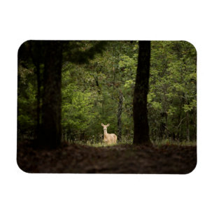 Magnet Flexible Forest A White Tailed Deer in the Woods