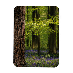 Magnet Flexible Forest   Bluebells en Belgique